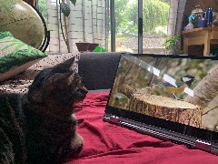 Ben s cat looking at bird on computer screen